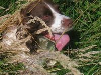 click for a larger view